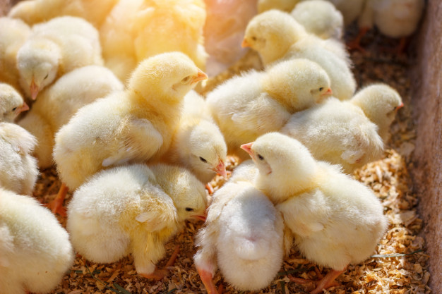 lot-yellow-chicks-poultry-farm_78492-1178